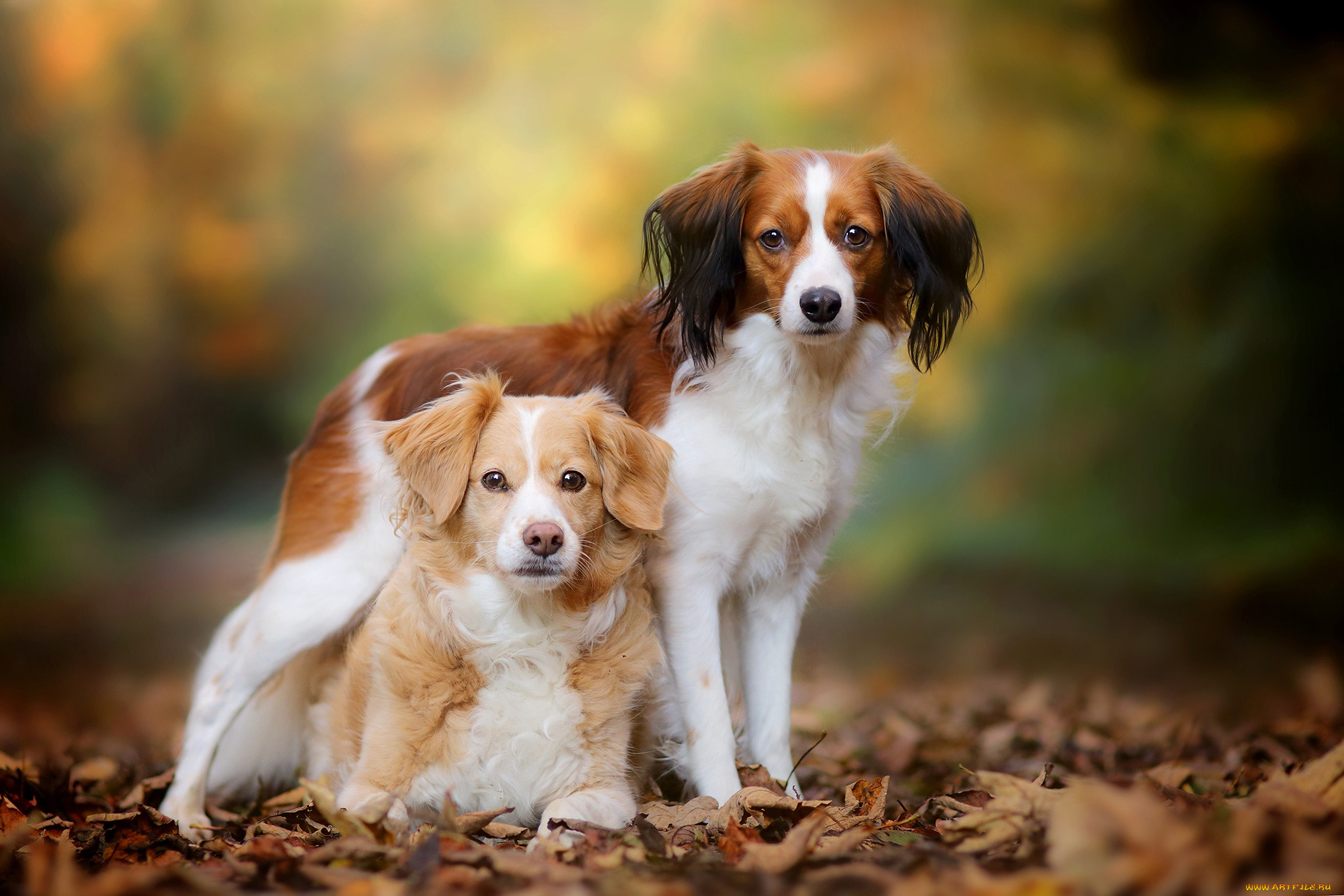 Dog 4 us. Койкерхондье голландский. Коикерхондье порода собак. Голландский кокер спаниель. Коикерхондье спаниели.